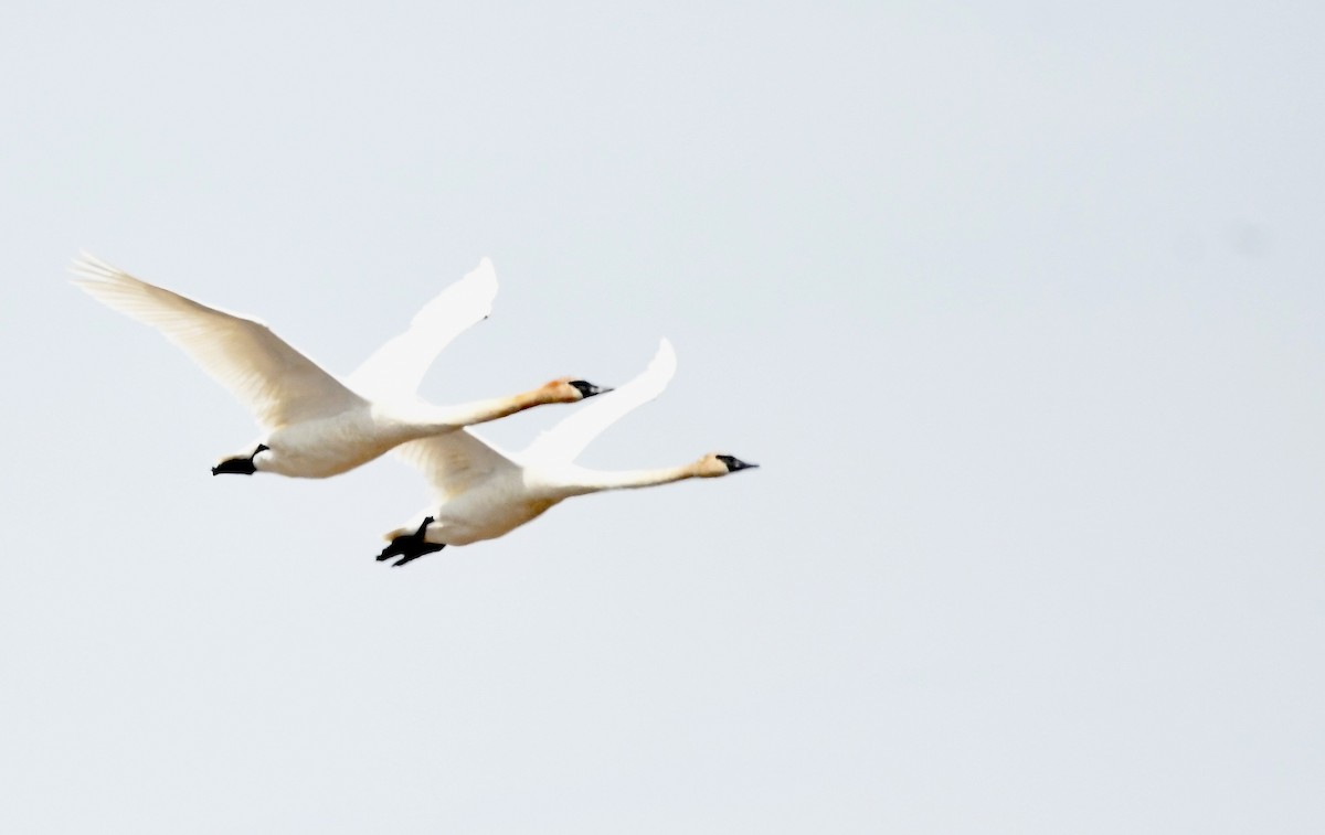 Trumpeter Swan - ML620543198