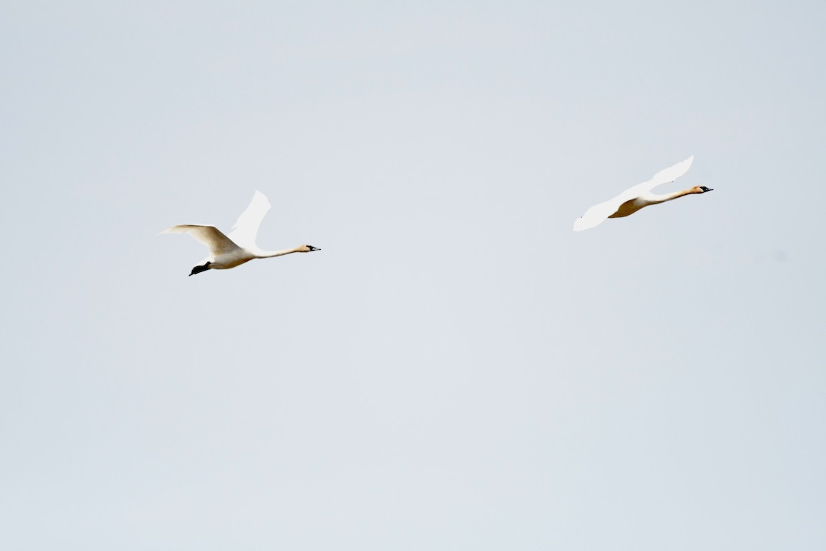 Trumpeter Swan - ML620543200