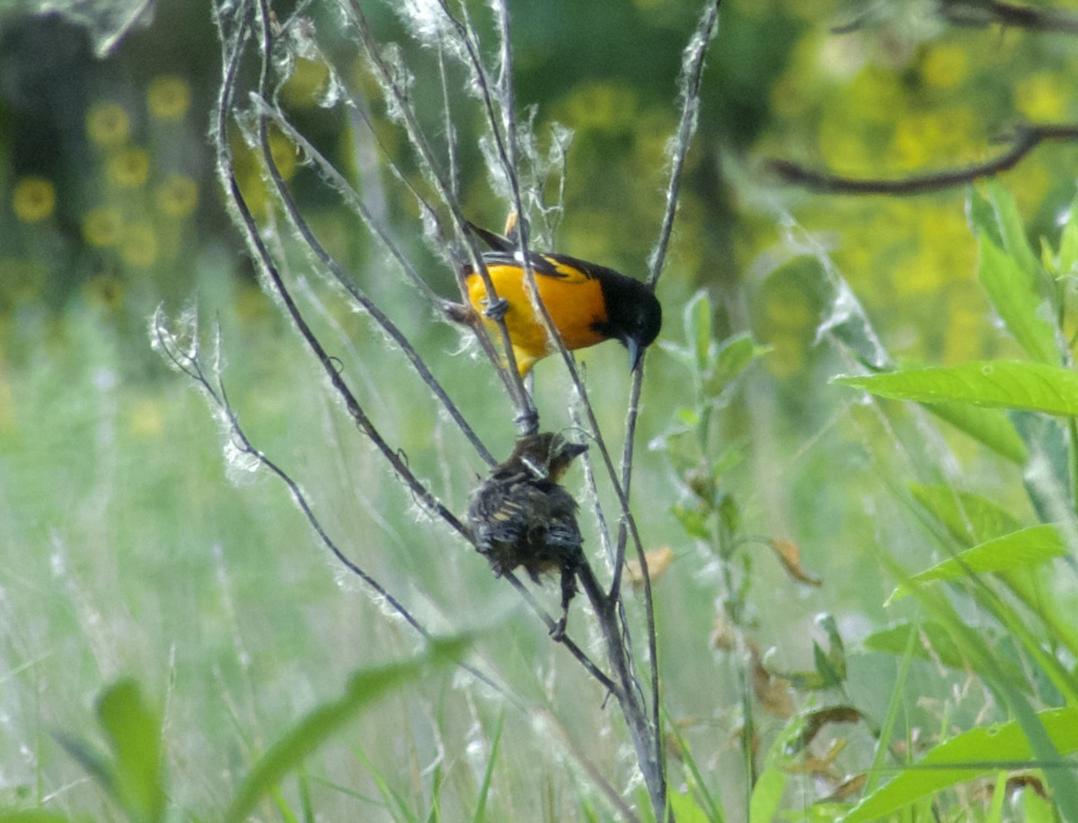 Baltimore Oriole - ML620543206