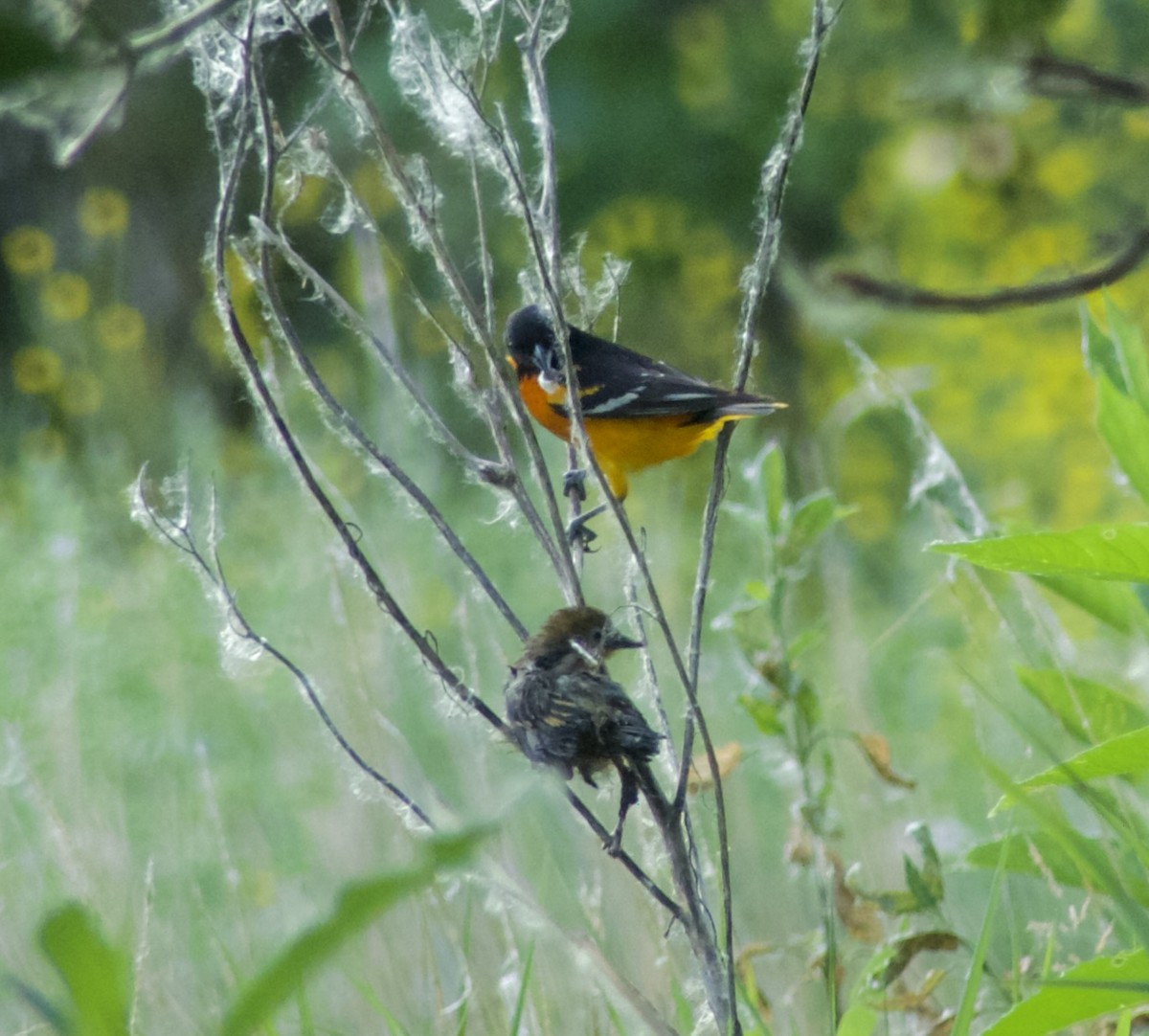 Baltimore Oriole - ML620543208