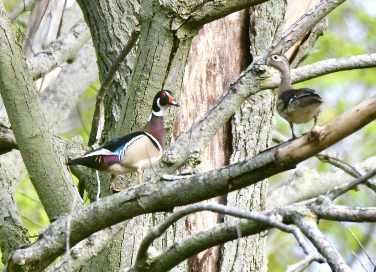 Wood Duck - ML620543214