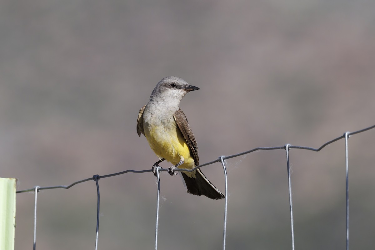 Western Kingbird - ML620543221