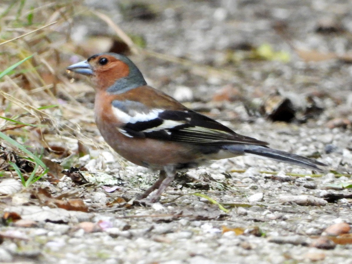 Common Chaffinch - ML620543229