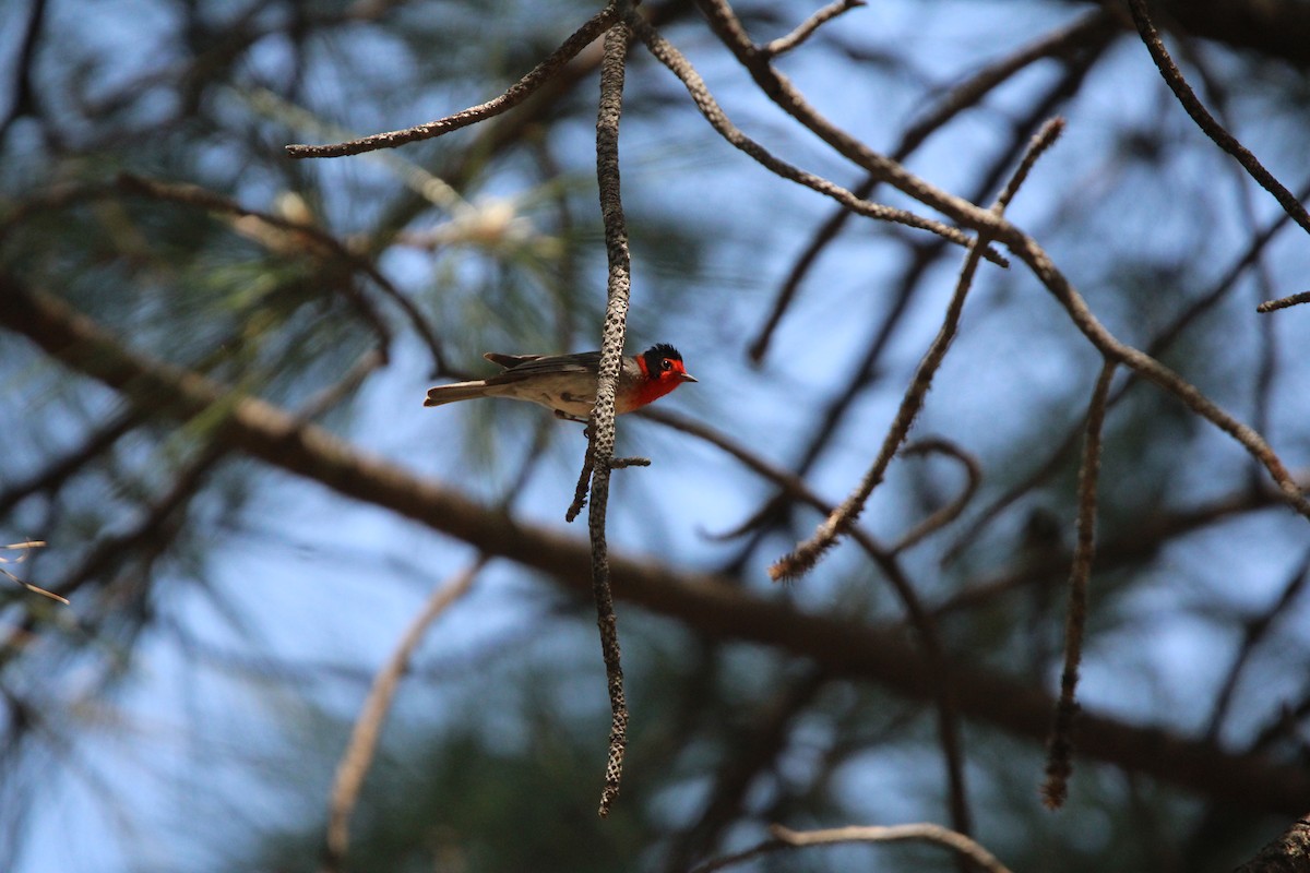 Paruline à face rouge - ML620543230