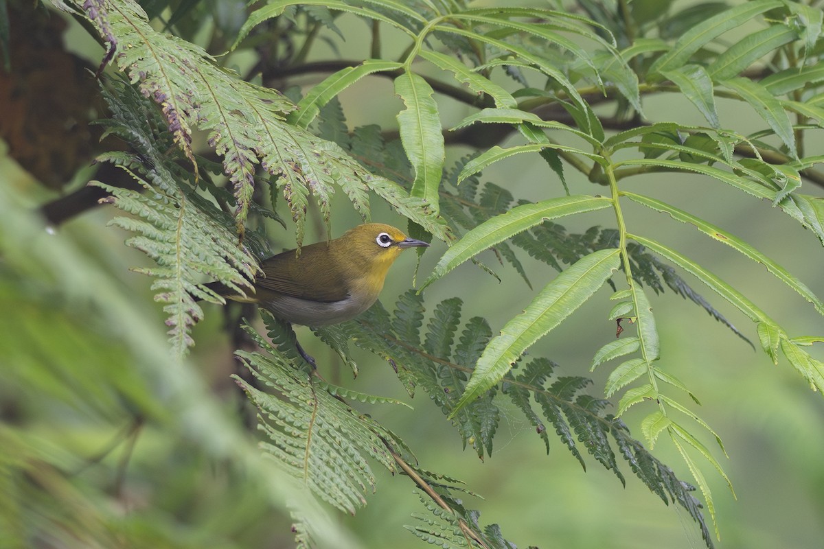 Warbling White-eye - ML620543236