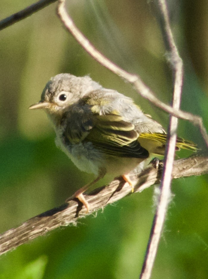 Yellow Warbler - ML620543245