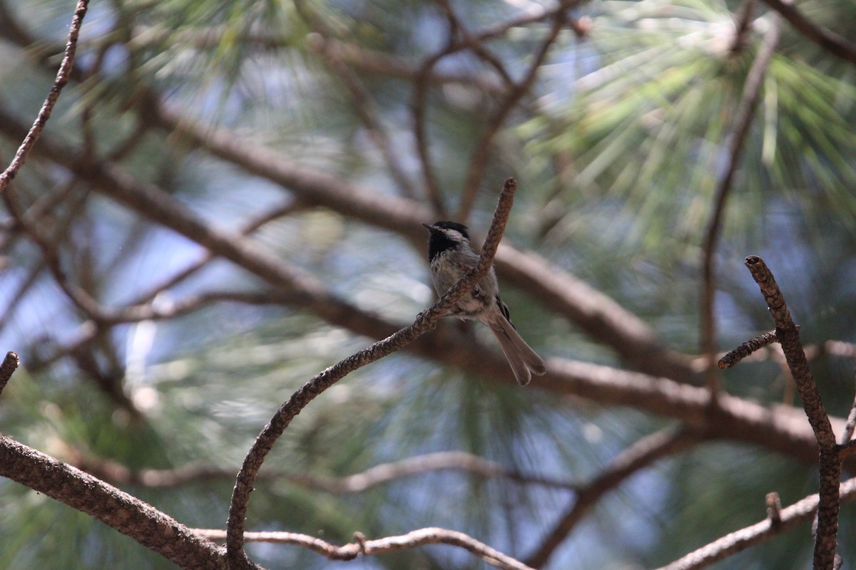 Mexican Chickadee - ML620543257