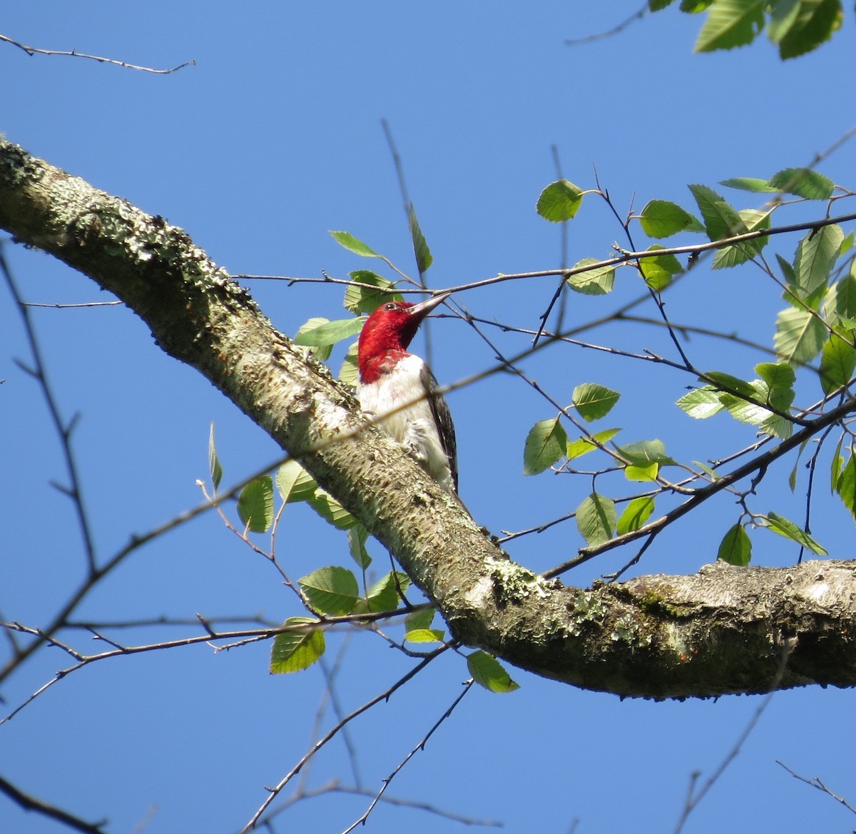 Red-headed Woodpecker - ML620543258