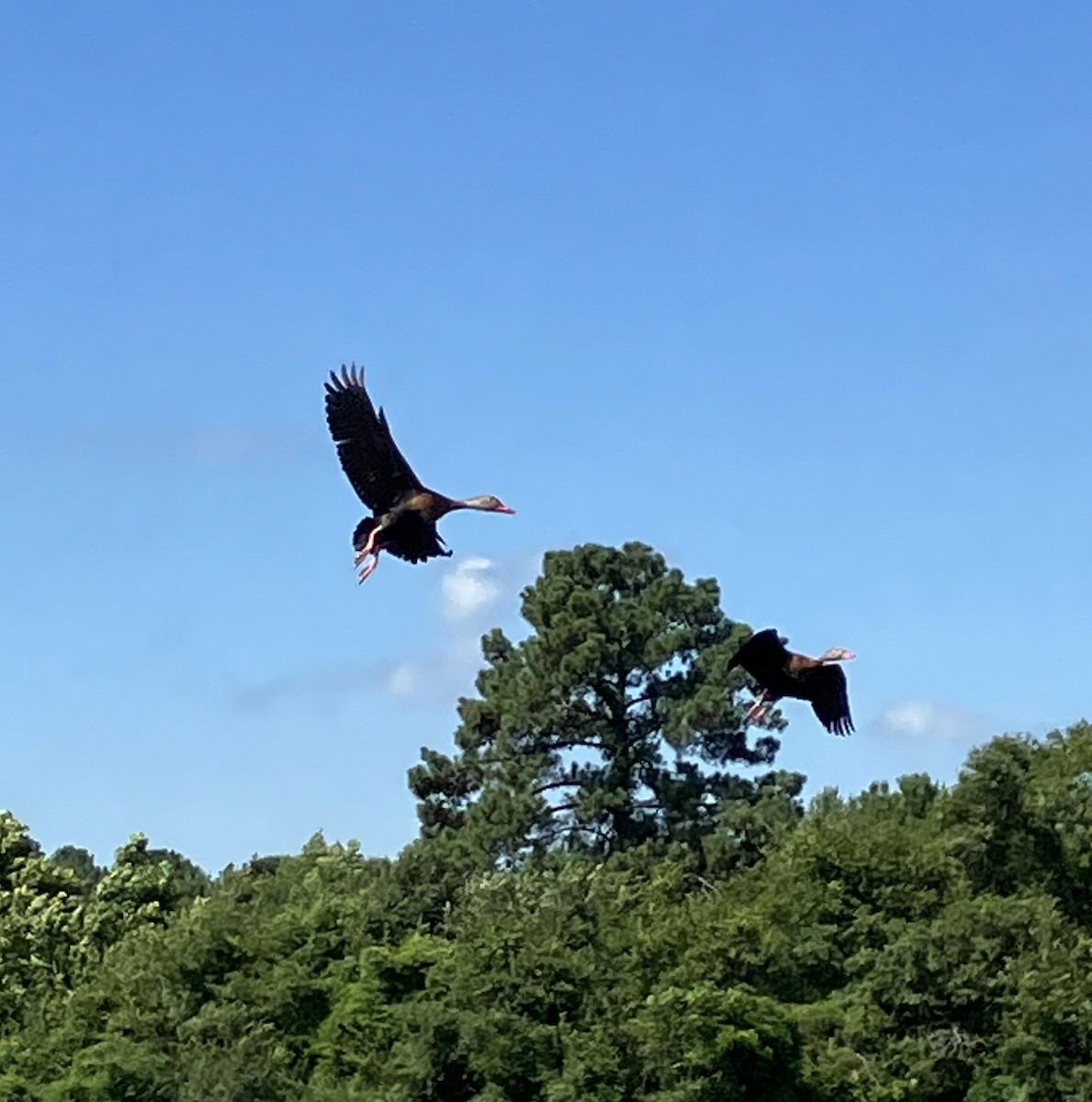 Black-bellied Whistling-Duck - ML620543261