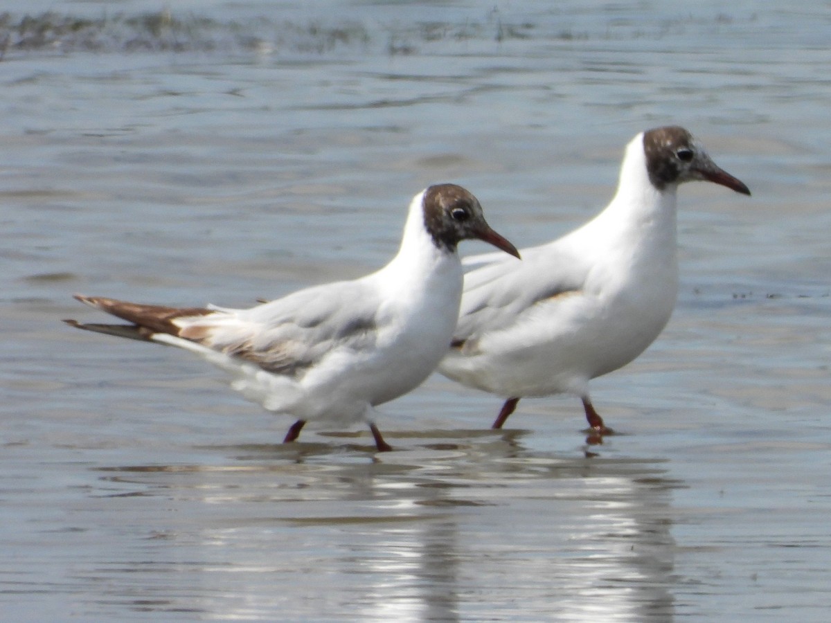 Black-headed Gull - ML620543262