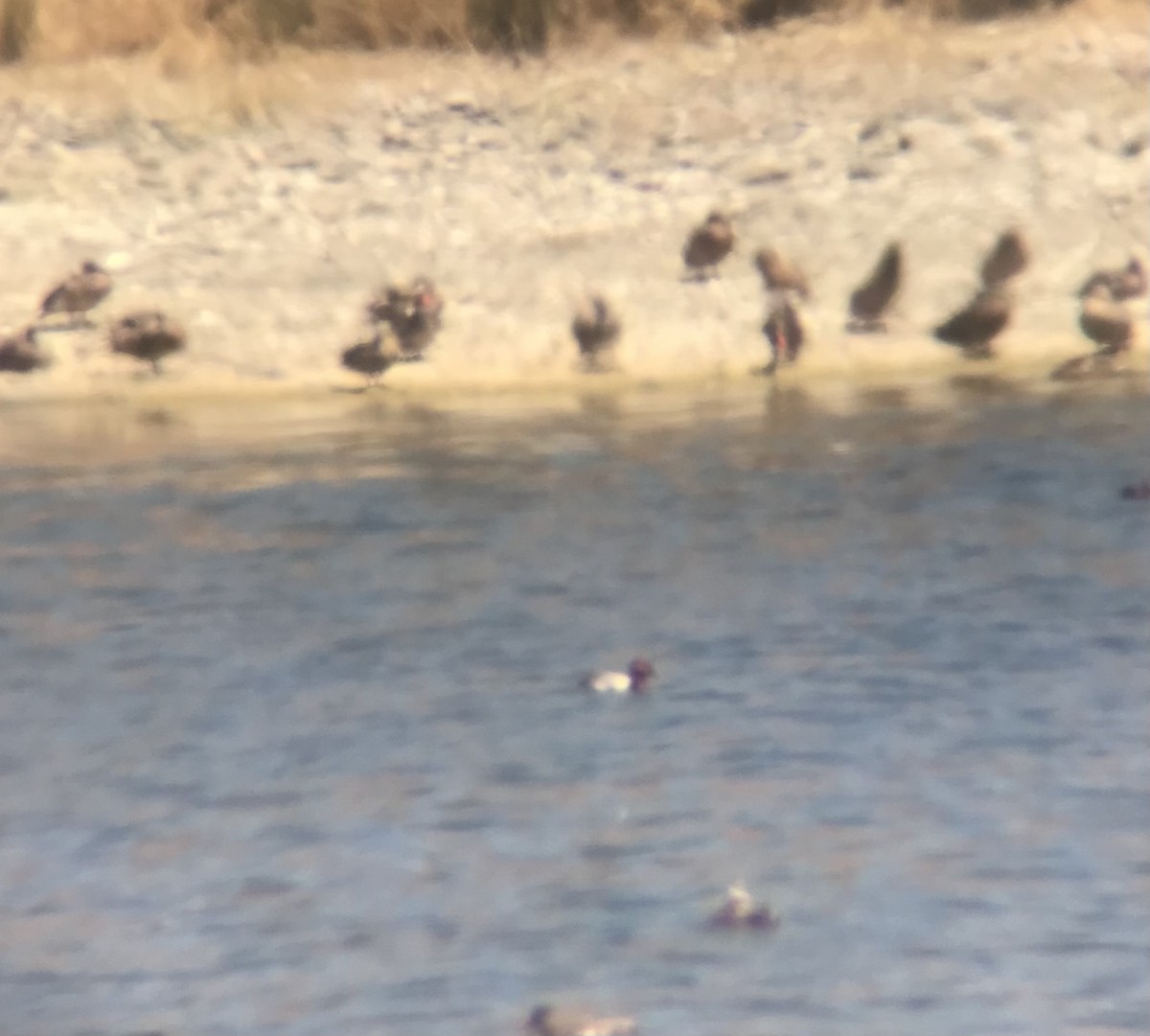 Common Pochard - ML620543265