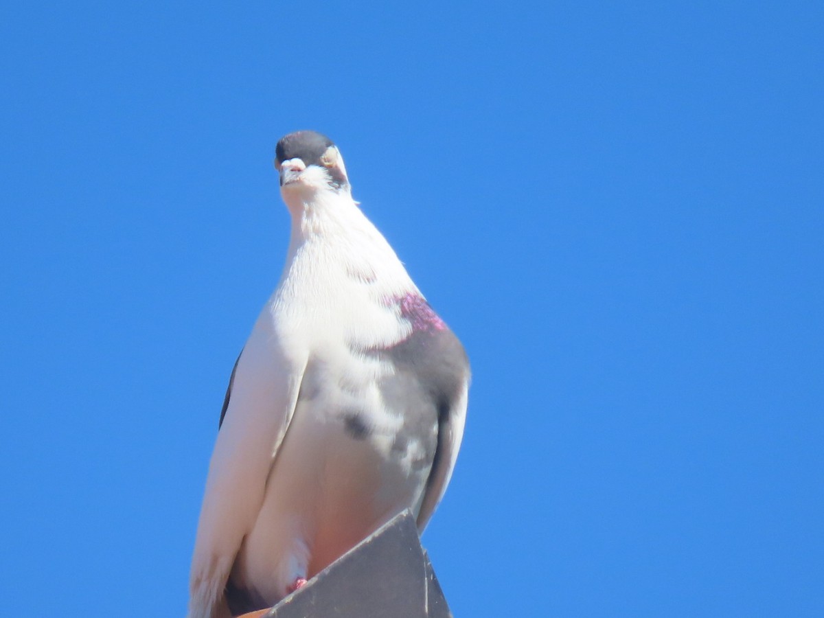 Rock Pigeon (Feral Pigeon) - ML620543277