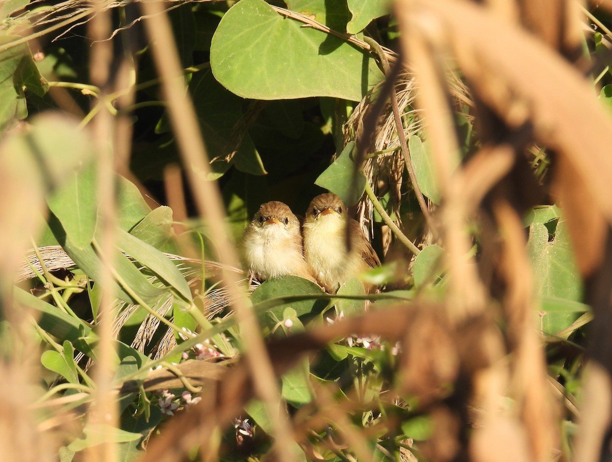 Graceful Prinia - ML620543281