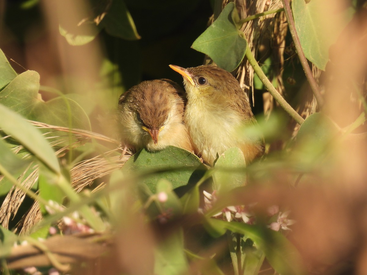 Graceful Prinia - ML620543283