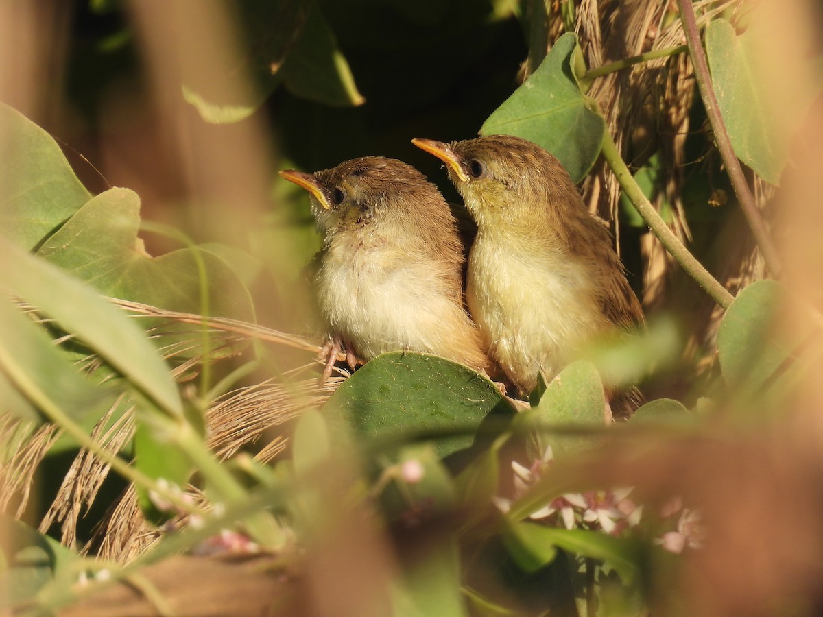 Graceful Prinia - Carmel Ravid