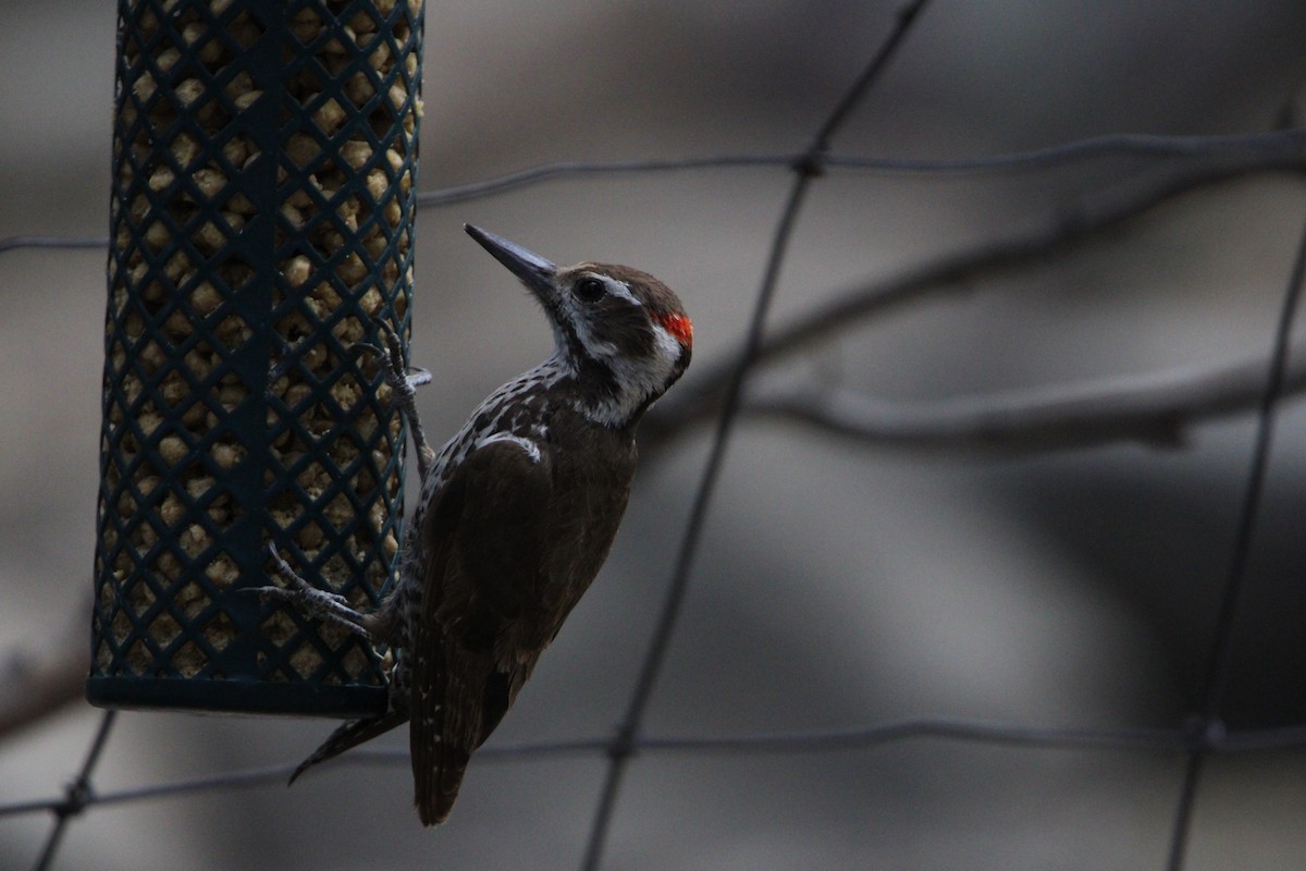 Arizona Woodpecker - ML620543291