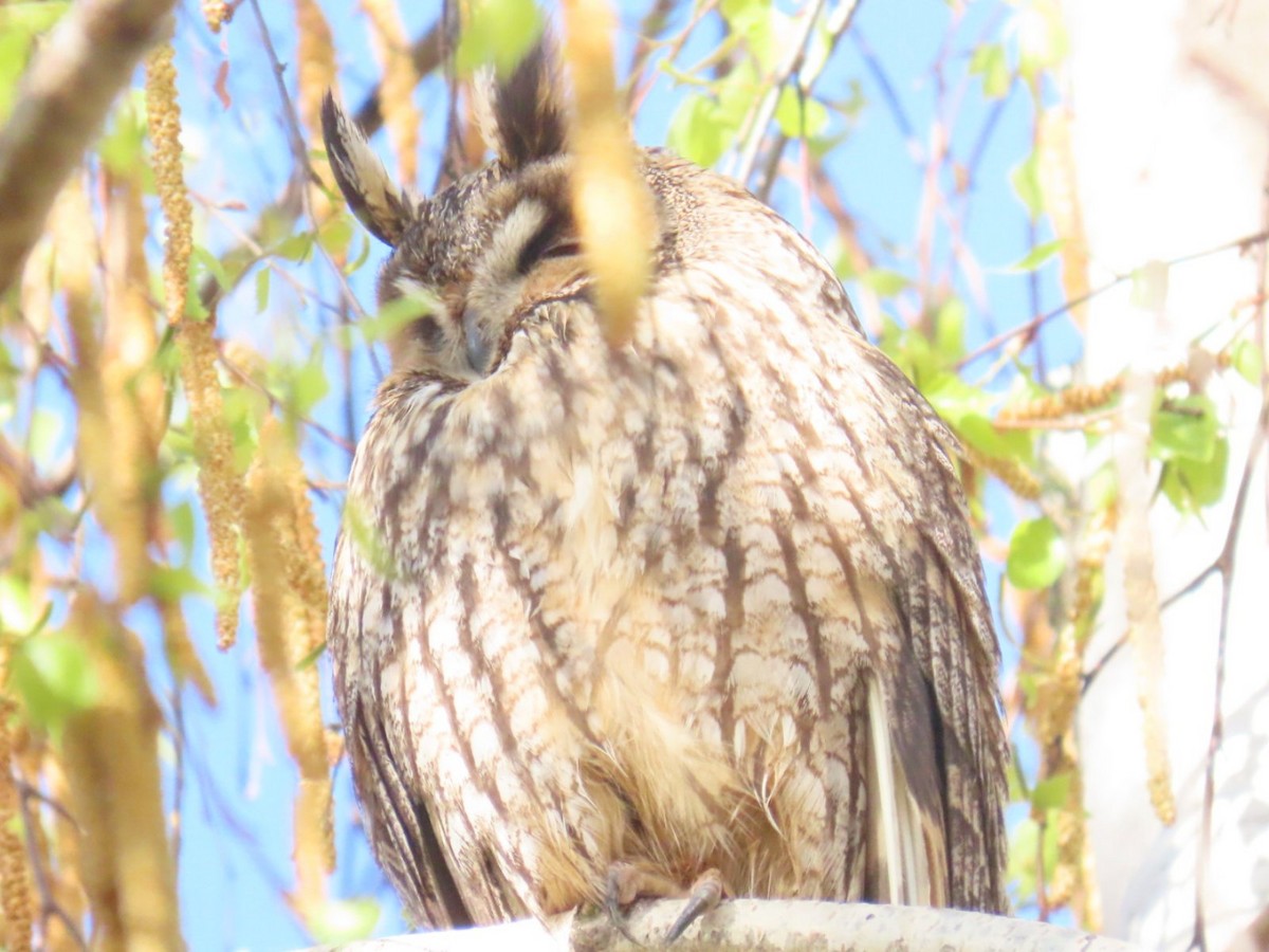 Long-eared Owl - ML620543294