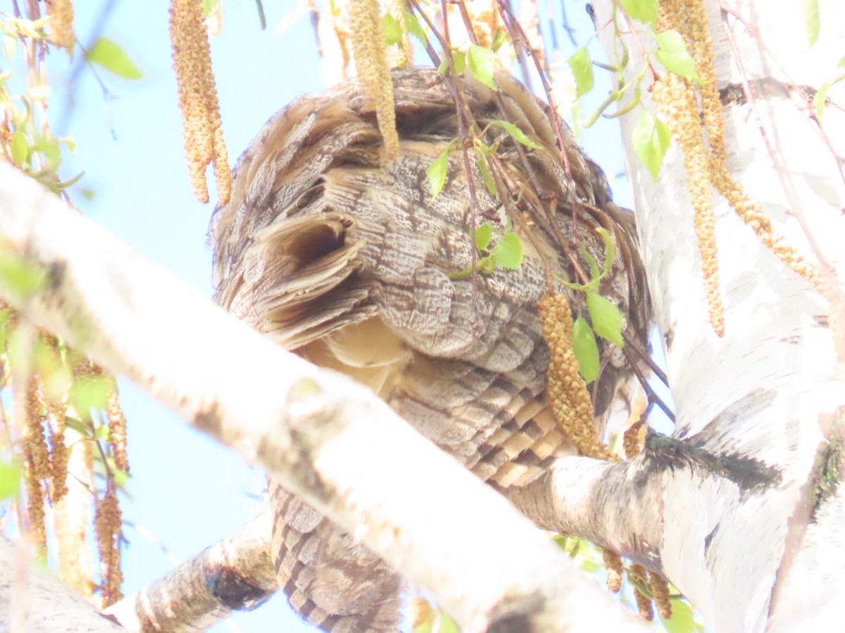 Long-eared Owl - ML620543295