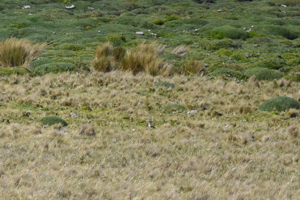 Andean Lapwing - ML620543297