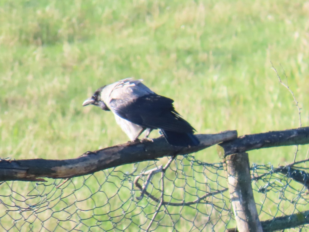 Hooded Crow - Uroš Vasić