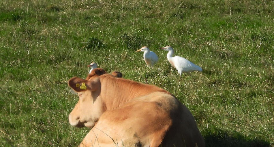 Western Cattle Egret - ML620543313