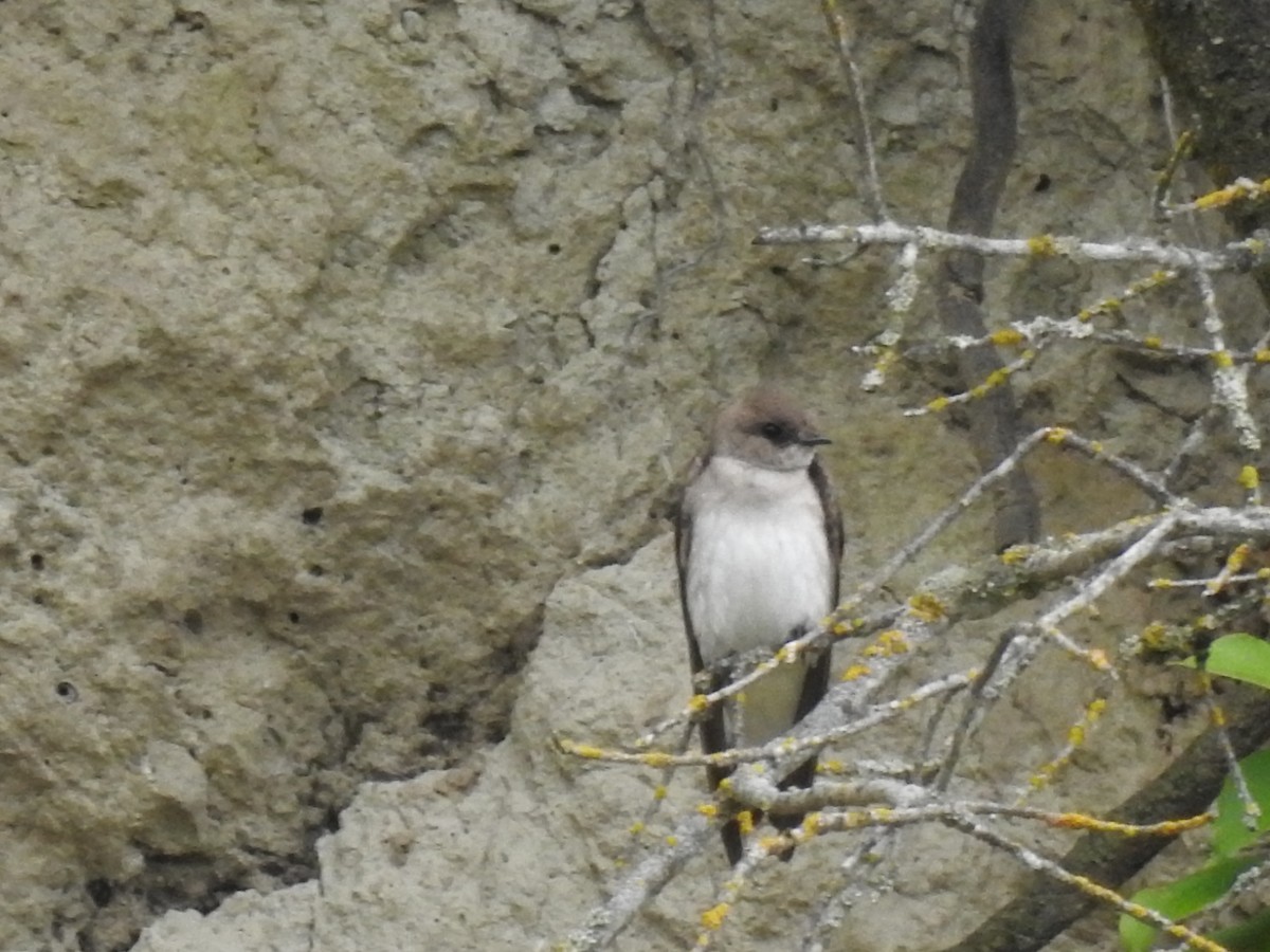 Northern Rough-winged Swallow - ML620543318