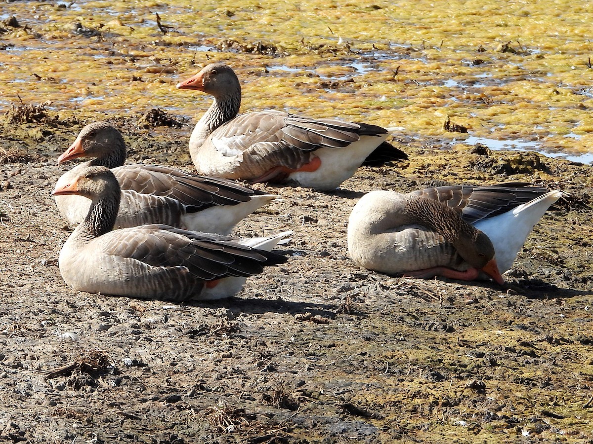 Graylag Goose - ML620543319