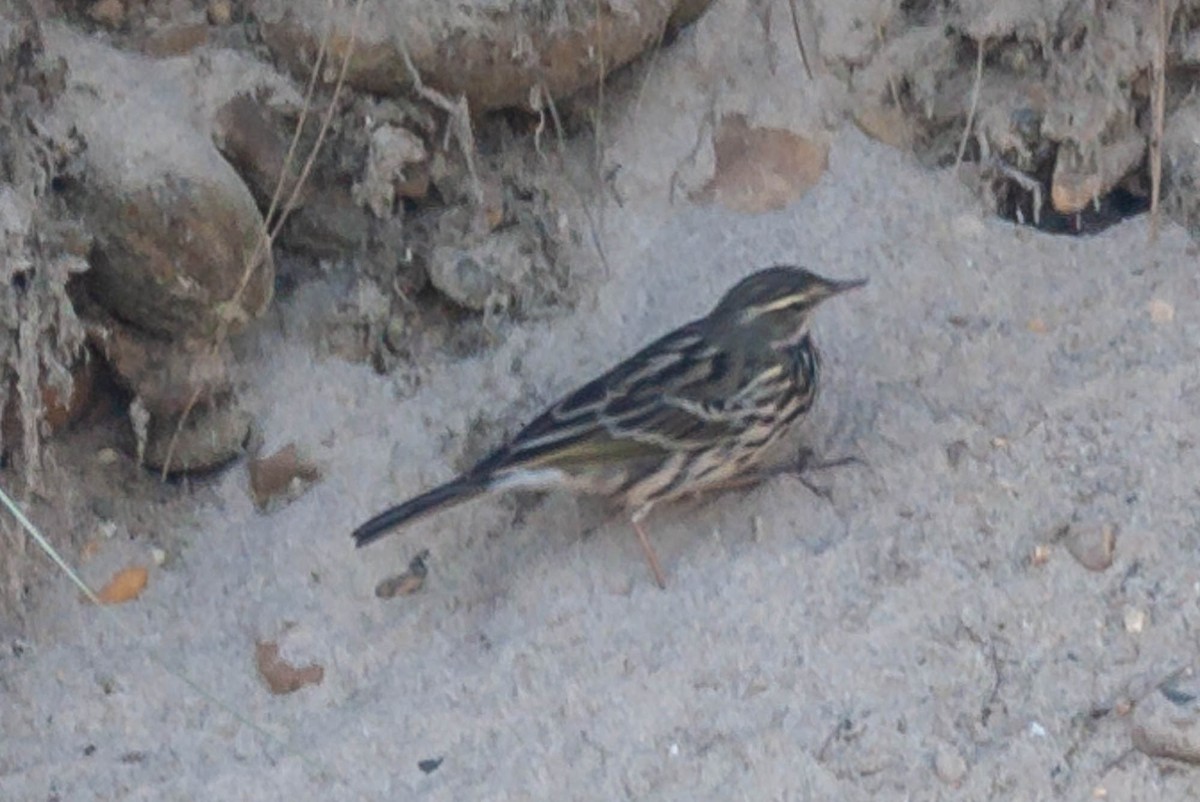 Rosy Pipit - ML620543322