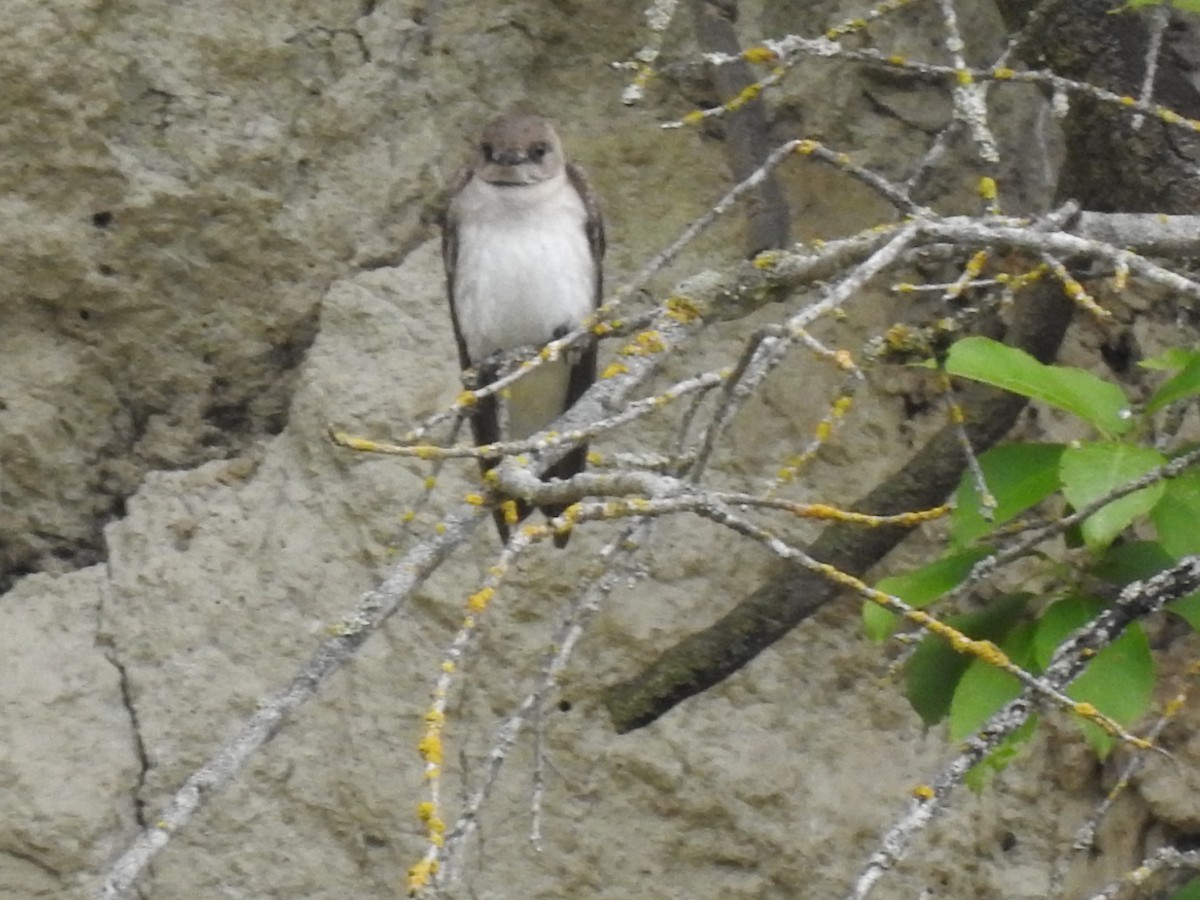 Northern Rough-winged Swallow - ML620543323