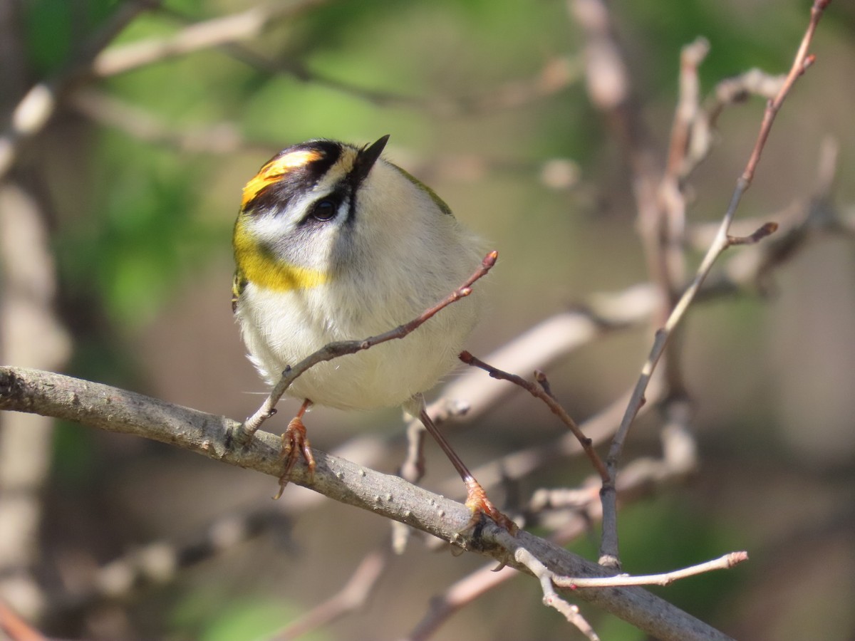 Common Firecrest - ML620543331