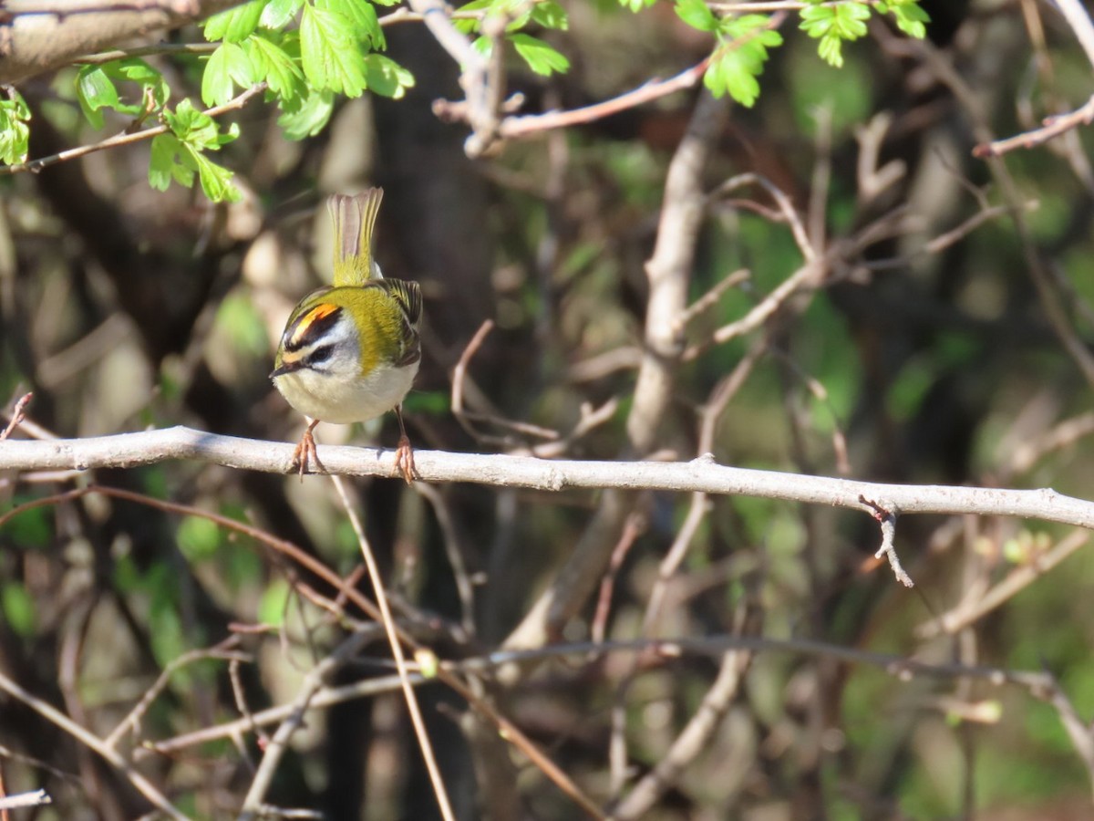 Common Firecrest - ML620543337