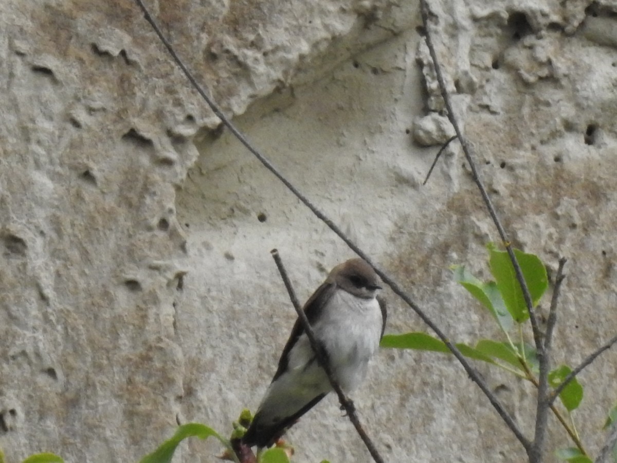 Northern Rough-winged Swallow - ML620543343