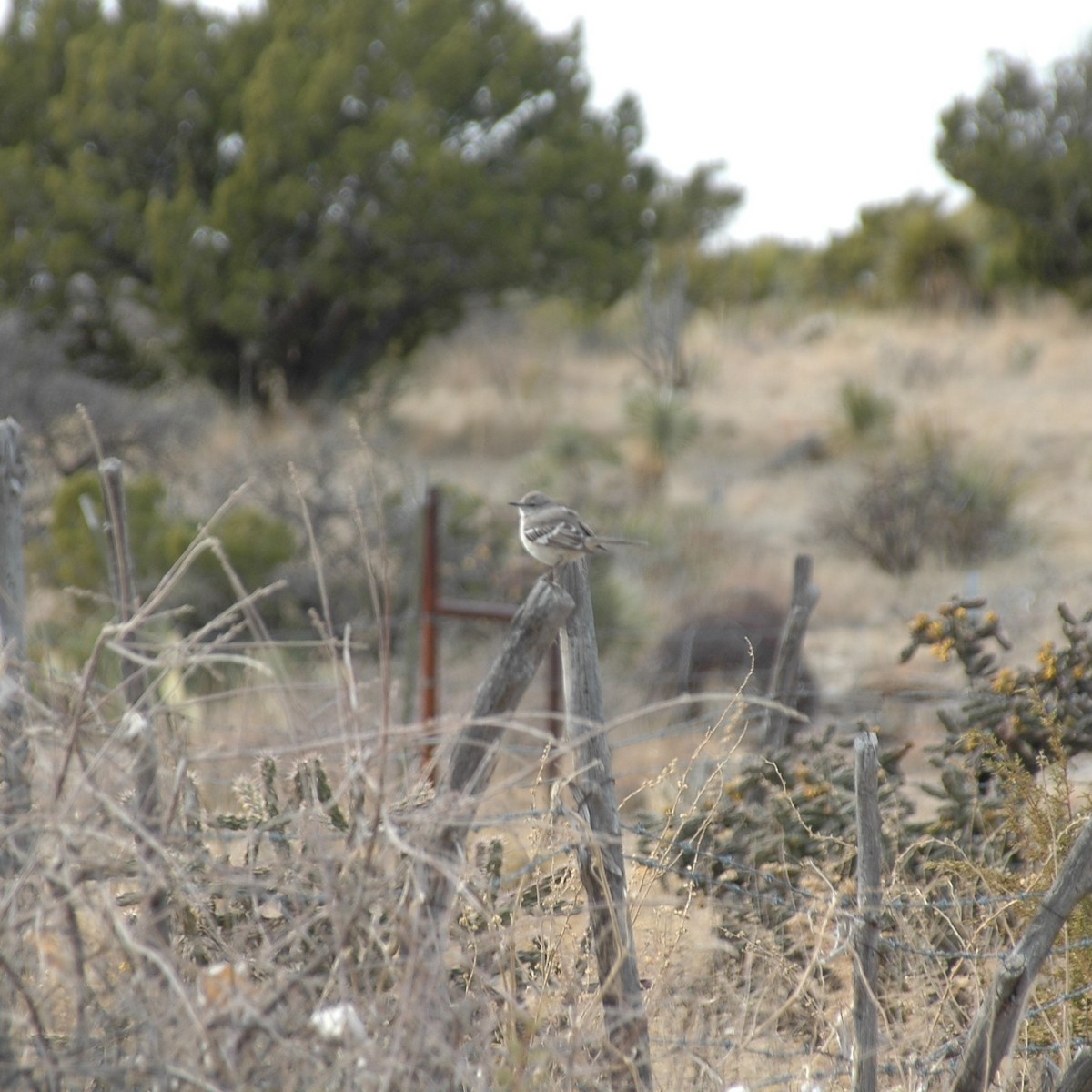 Northern Mockingbird - ML620543358