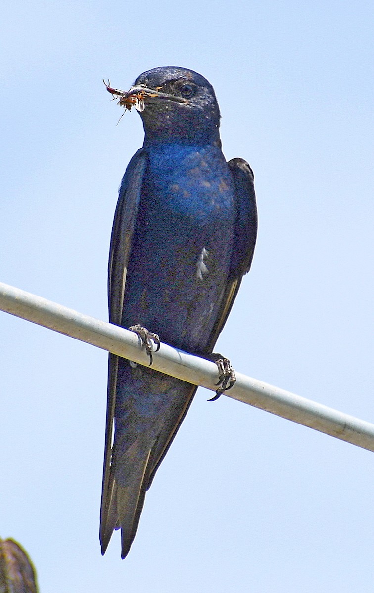 Purple Martin - ML620543365