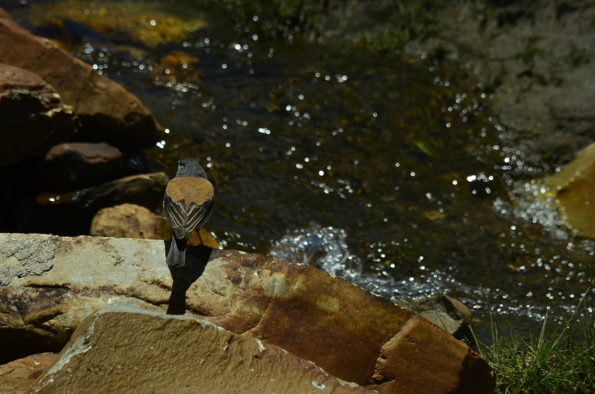 Red-backed Sierra Finch - ML620543371