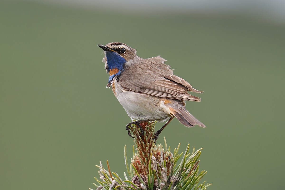 Bluethroat - ML620543379