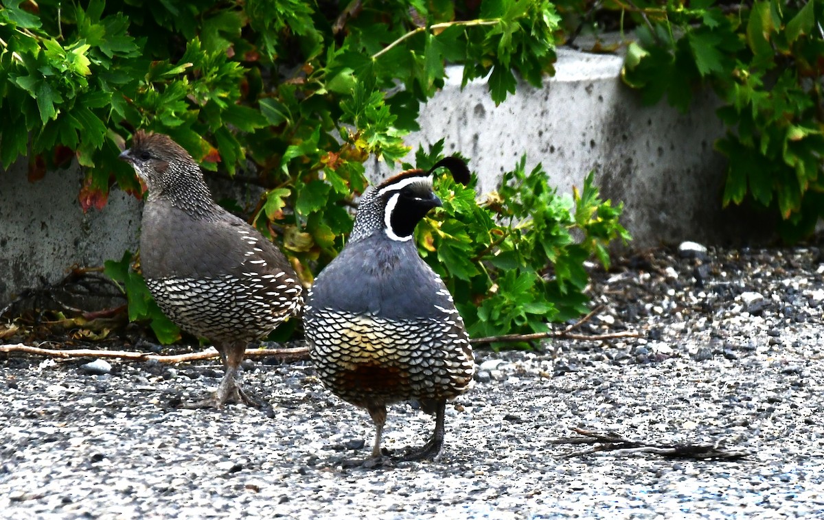 California Quail - Elke Davis