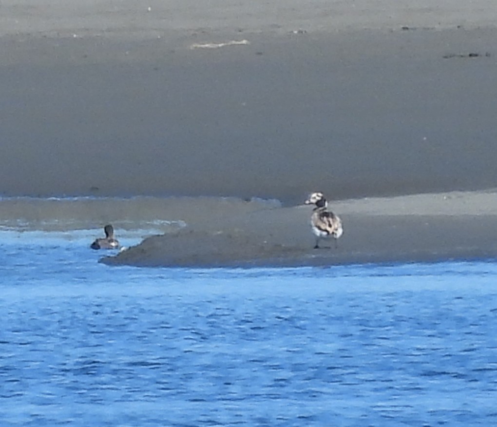 Long-tailed Duck - ML620543387