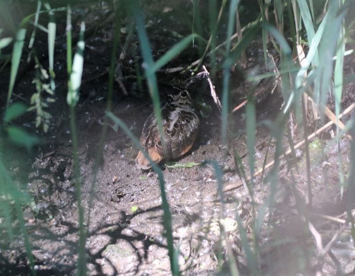 American Woodcock - ML620543388