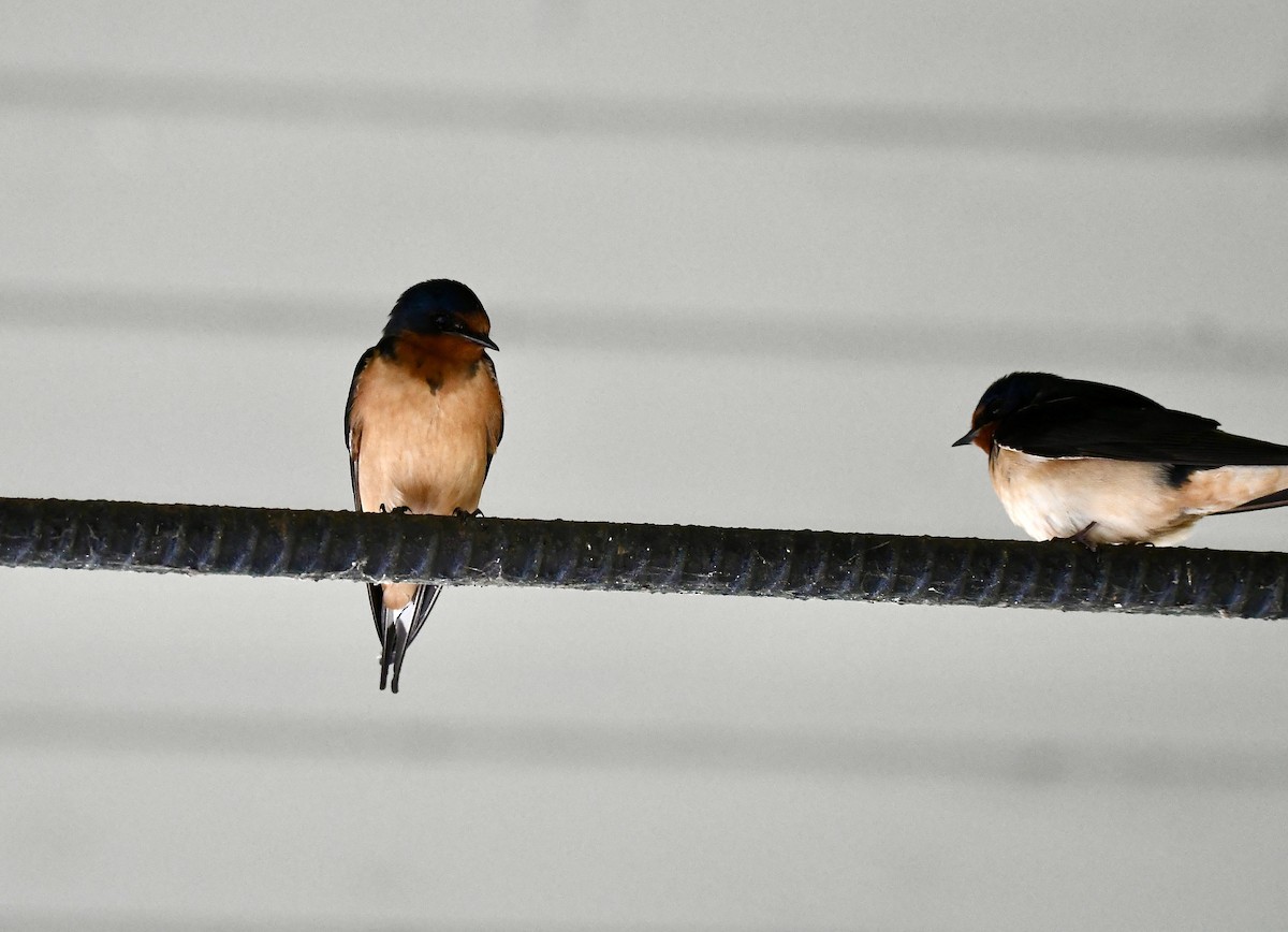 Barn Swallow - ML620543389