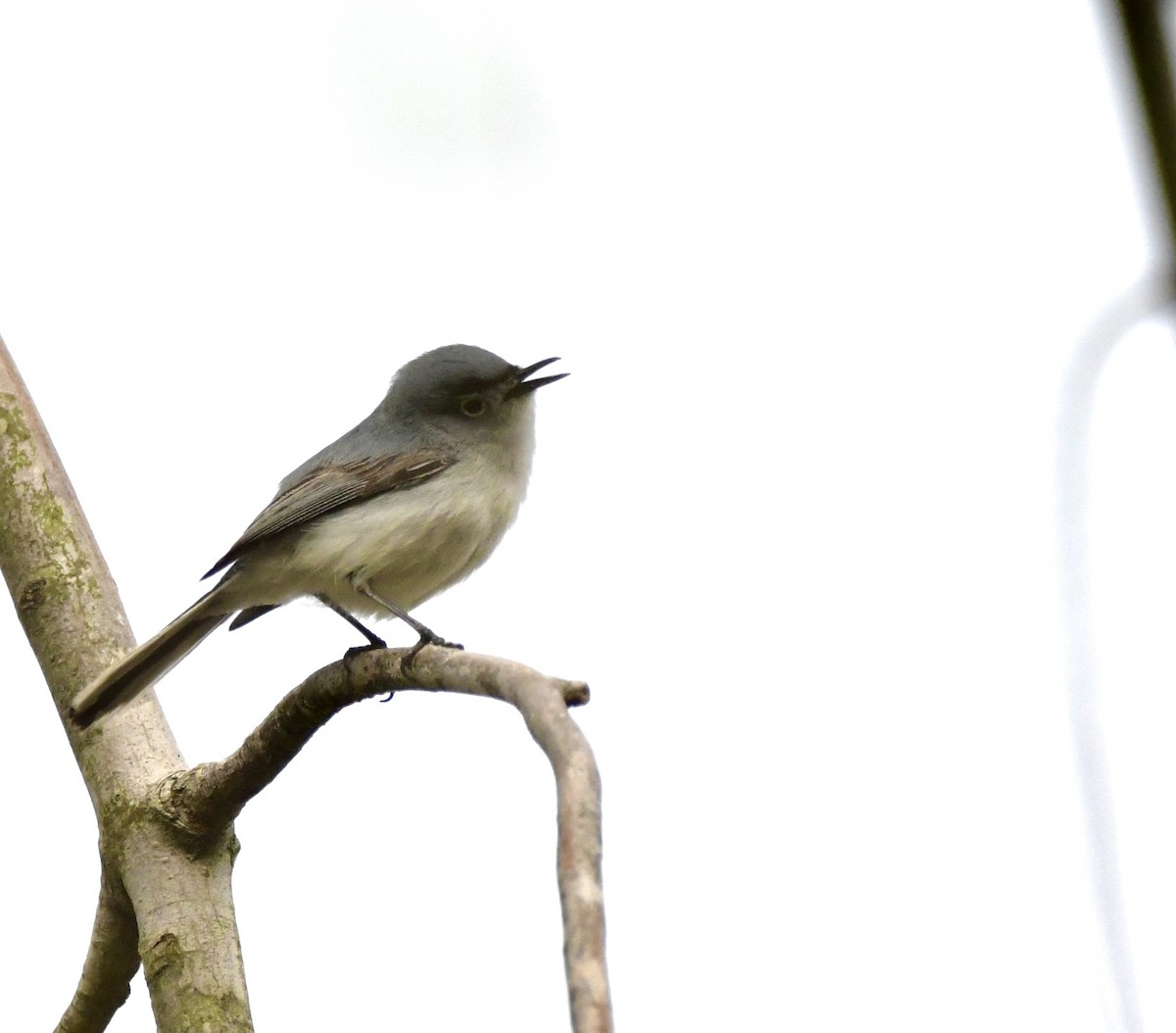 Blue-gray Gnatcatcher - mark perry