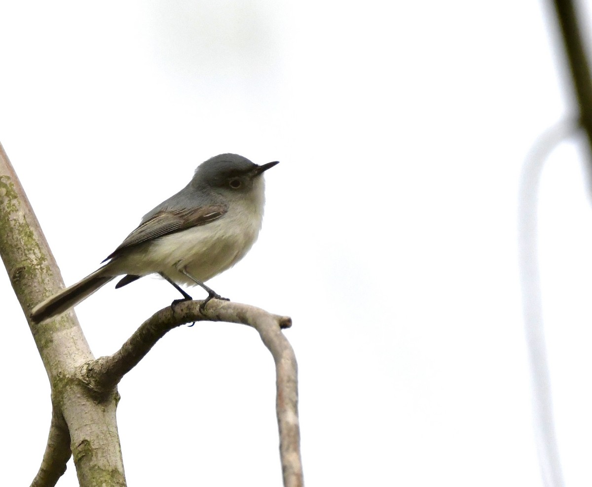 Blue-gray Gnatcatcher - ML620543394