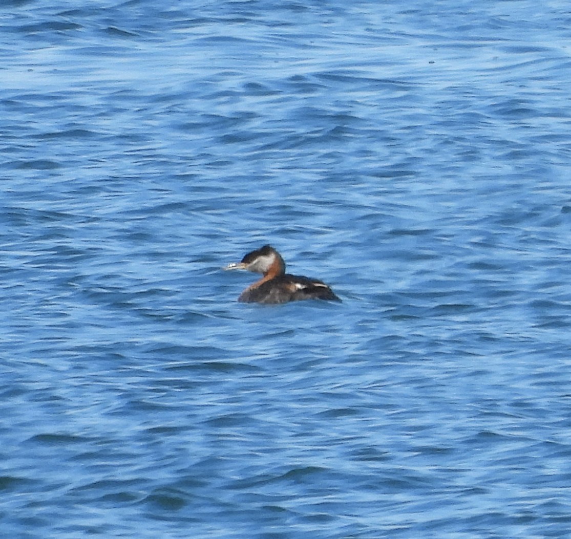 Red-necked Grebe - ML620543395