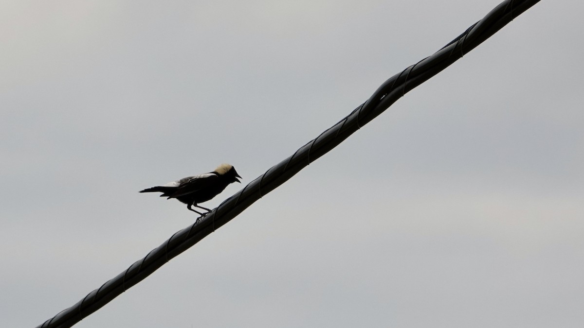 Bobolink - ML620543399