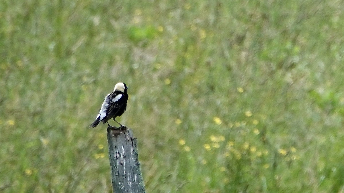 Bobolink - ML620543400