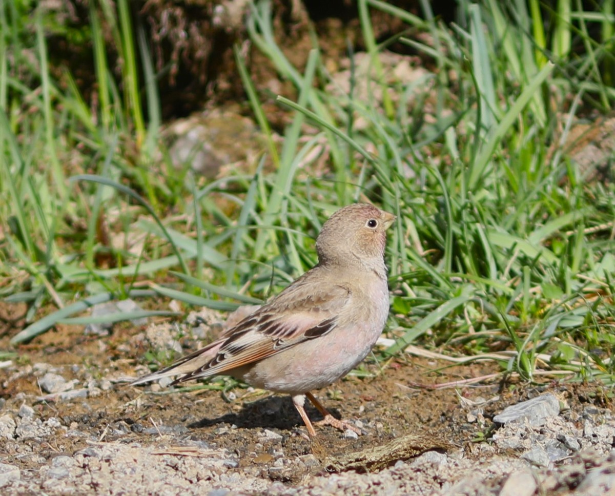 Mongolian Finch - Rohan van Twest