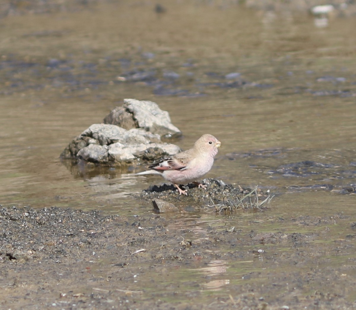 Mongolian Finch - ML620543403