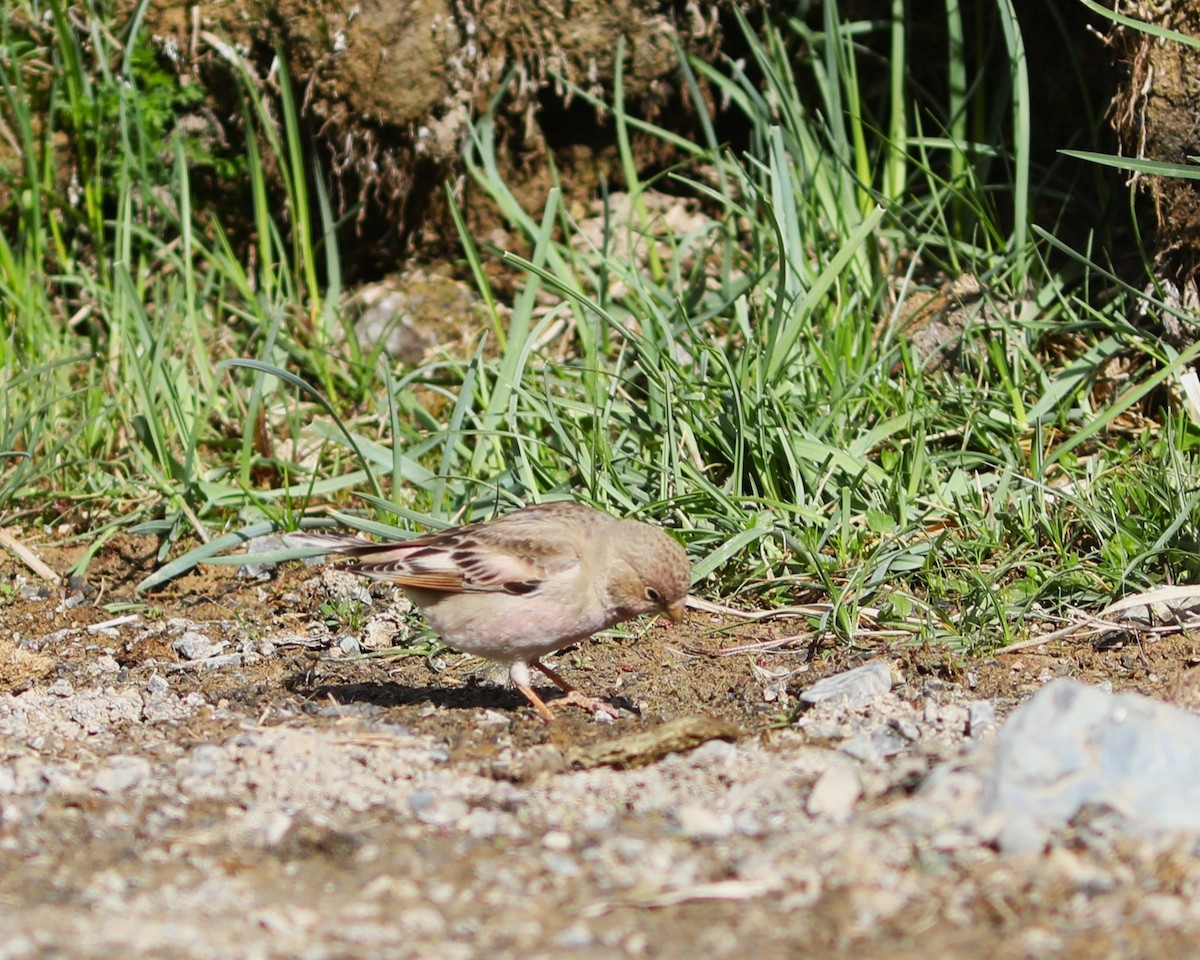 Mongolian Finch - ML620543404