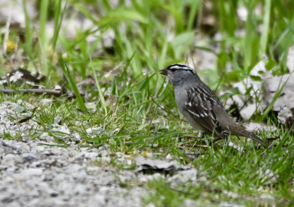 White-crowned Sparrow - ML620543413