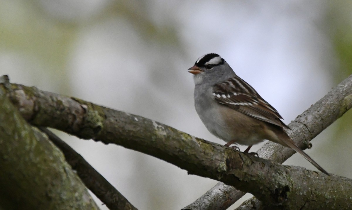 White-crowned Sparrow - ML620543414